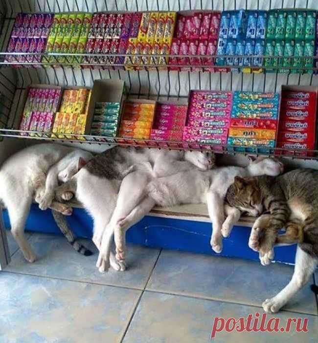 Мир, дружба, жвачка.