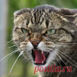 Краснодар стонет от наплыва переселенцев со всей РФ