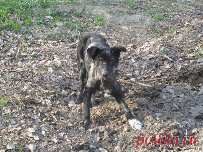 Нелюдимый пёс год прятался от волонтёров, и недавно с ним случилась беда… 
Запорожский волонтер Елена познакомилась с собачкой Кобриком достаточно давно – около года назад. Он явно страдал от болезни кожи, но помочь себе не позволял.
Кобрик – совершенно дикий пёс, который н…