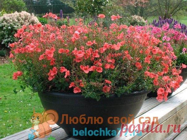 Диасция – выращивание из семян, фото, размножение. Посадка и уход в открытом грунте