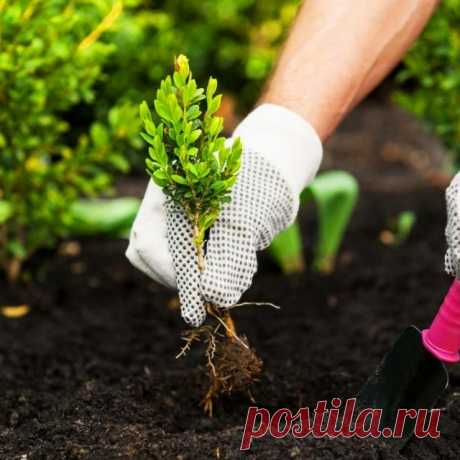 👨‍👩‍👧‍👦 Информационный портал для огородников и садоводов
🏠 Дачные хитрости 🔥 Полезные советы 🤩 Креативные идеи
💖 Доступно бесплатно для всех устройств: Windows, Android, IOS