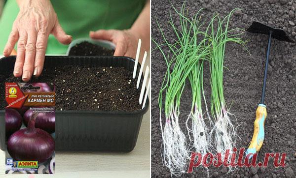 Характеристика и описание сорта лука Кармен МС, выращивание и уход