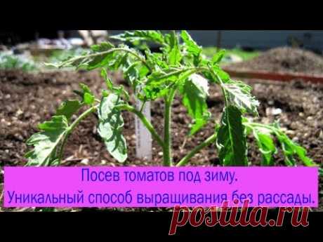 Посев томатов под зиму. Уникальный способ выращивания без рассады. Выпуск 198
