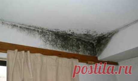 ЭТО ЧИСТЯЩЕЕ СРЕДСТВО УБИВАЕТ ВСЮ ПЛЕСЕНЬ! ПРОВЕРЕНО ГОДАМИ!