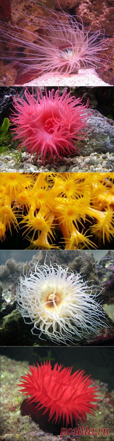 (+1) тема - Морские анемоны | НАУКА И ЖИЗНЬ