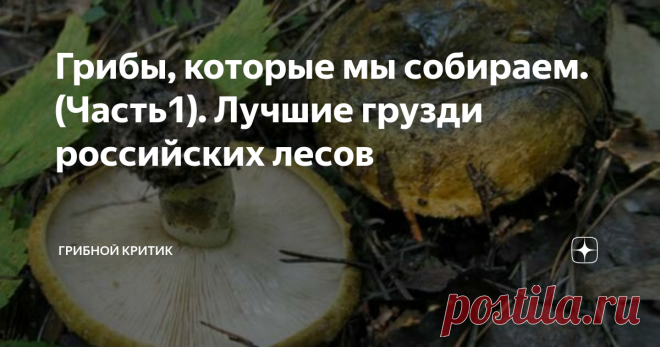 Грибы, которые мы собираем. (Часть1). Лучшие грузди российских лесов Груздями называли, и по сей день называют эти грибы, только славянские народы, в международной же классификации эти грибы носят название млечники ( Lactarius), и в большинстве стран мира считаются либо несъедобными, либо и вовсе ядовитыми.
Грузди относятся к роду Lactrius, или млечник. Если срезать этот гриб, то из мякоти сразу же выделятся капельки жидкости, иногда белой и похожей на молоко.