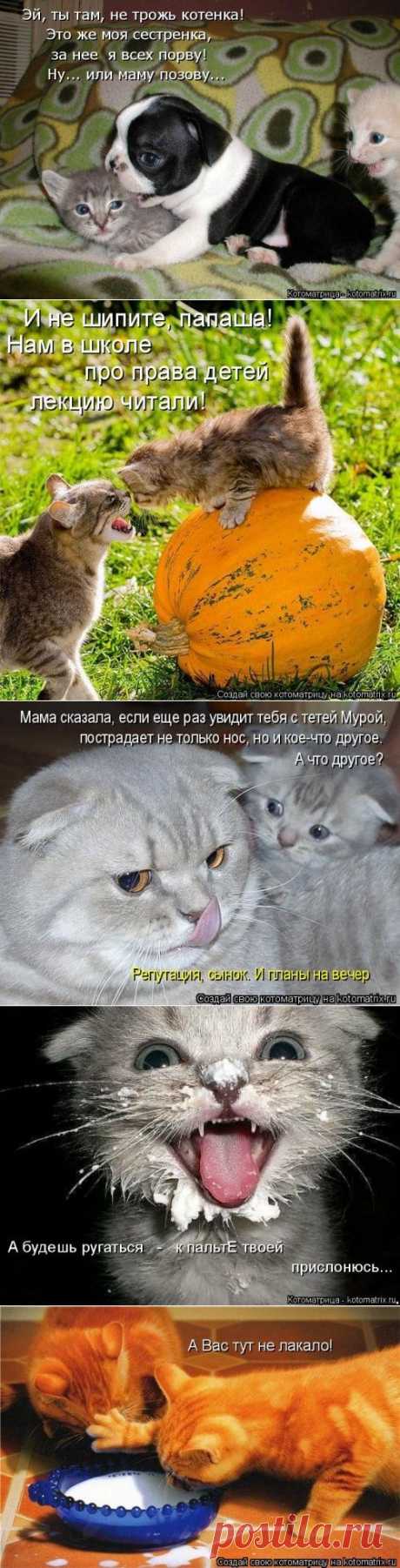 Отличная котоматрица для поднятия настроения (40 фото)