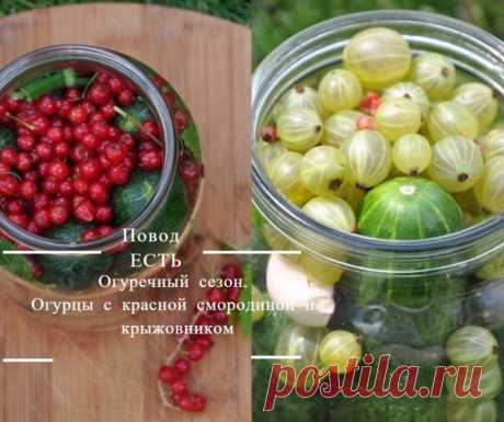 Огуречный сезон. Огурцы с красной смородиной и крыжовником У меня в полном разгаре огуречный сезон. Несколько лет вырастить достойные и красивые огурцы у себя на участке мне не удавалось. Я даже смерилась, что мой овощ, это помидор. В этом году решила вообще …