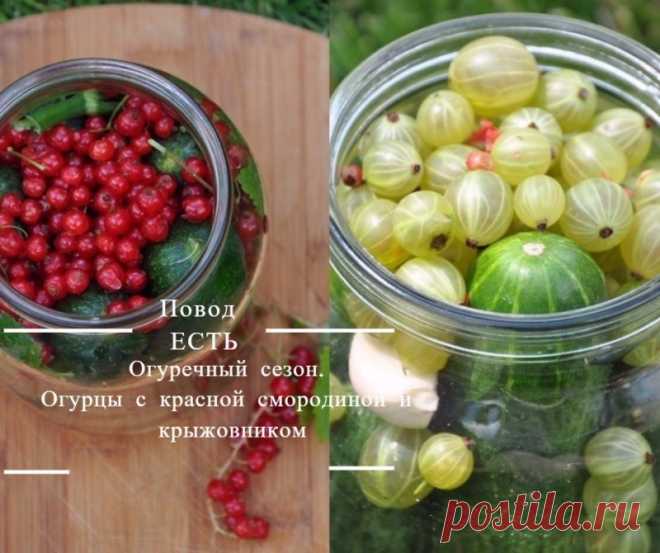Огуречный сезон. Огурцы с красной смородиной и крыжовником У меня в полном разгаре огуречный сезон. Несколько лет вырастить достойные и красивые огурцы у себя на участке мне не удавалось. Я даже смерилась, что мой овощ, это помидор. В этом году решила вообще …