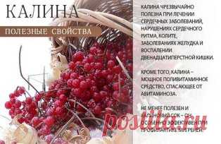 С КАЛИНОЙ ДРУЖЕН – ВРАЧ НЕ НУЖЕН 
ЦЕЛЕБНЫЕ свойства КАЛИНЫ: простые рецепты.
Калина - одна из самых ПОЛЕЗНЫХ ягод в природе.
В калине всё ЦЕЛЕБНО: кора, веточки, цветы, ягоды и сушёные косточки.
Наши предки о лечебных свойствах калины, знали, что ее ягоды улучшают работу сердца, обладают успокаивающим действием.
Витамина С в калине в 1, 5 раза больше чем в лимоне. В ней есть железо, селен, йод, каротин, фосфор.
С мёдом калину назначали при простудных заболеваниях.
Чай из калины пили при гной