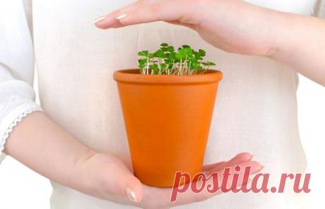 Зимний уход за комнатными растениями: 5 правил - Сад на подоконнике