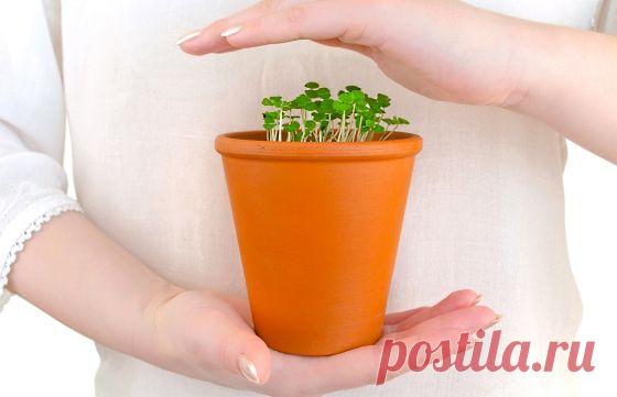 Зимний уход за комнатными растениями: 5 правил - Сад на подоконнике