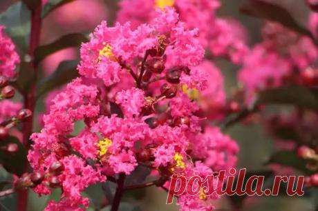 Что посадить на участке вместо роз: яркий кустарник, цветущий до самых заморозков. Яркая и эффектная лагерстремия пышно цветет до заморозков, источая неповторимый аромат.