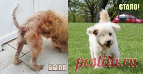 Они сумели рассмотреть его душу! Невероятно счастливое преображение 15-летнего замухрышки ) Однажды Шеридан и Брайян хотели отправиться во Флориду в путешествие. Они уже собрались выезжать, как вдруг им позвонила знакомая из приюта и сообщила о собаке, которая нуждается в спасении. Они вынуждены были отложить свои планы и поехать за бедным животным.

Как оказалось, это был 15-летний пес