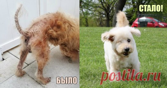 Они сумели рассмотреть его душу! Невероятно счастливое преображение 15-летнего замухрышки ) Однажды Шеридан и Брайян хотели отправиться во Флориду в путешествие. Они уже собрались выезжать, как вдруг им позвонила знакомая из приюта и сообщила о собаке, которая нуждается в спасении. Они вынуждены были отложить свои планы и поехать за бедным животным.

Как оказалось, это был 15-летний пес