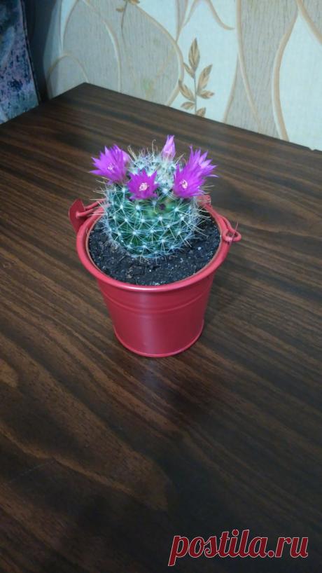 Маммилярия цельманиана (Mammillaria zeilmanniana). Уход прост; с весны до сентября - умеренный полив, после просыхания почвы. С сентября до марта желателен сухой период покоя. Температуру если есть возможность снизить до 10 - 12 С.