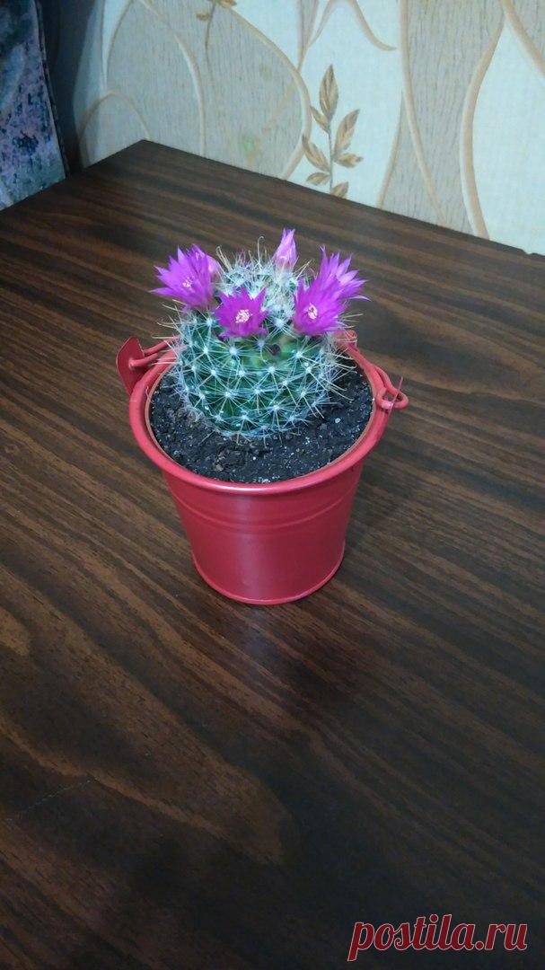 Маммилярия цельманиана (Mammillaria zeilmanniana). Уход прост; с весны до сентября - умеренный полив, после просыхания почвы. С сентября до марта желателен сухой период покоя. Температуру если есть возможность снизить до 10 - 12 С.