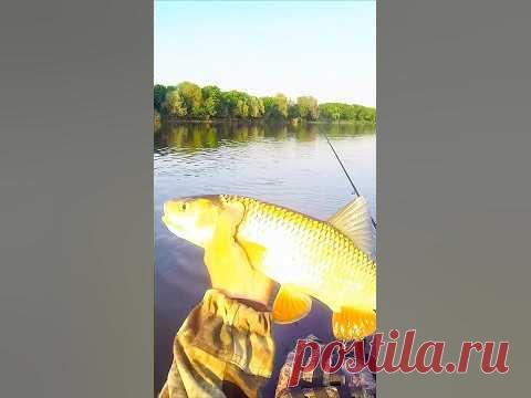 Ух ты, УДАРИЩЕ!!!💪 Мама Дорогая!!! 🔥🔥🔥 #shorts #new #голавль Вот это удар в руку!!! Голавль кидается как бешенный на эти китайские кренки:► КОПИЯ SMITH CAMION MAGNUM SSR - http://alii.pub/5tzqie► Воблер TsuYoki Swing X...