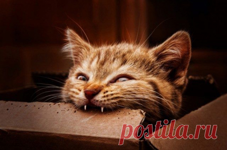 Почему вам стоит завести кошку | Удивительный мир
