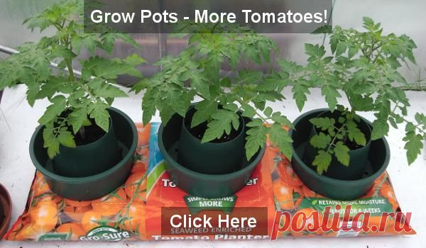 (M)Tomato Growing in Containers and Grow Bags