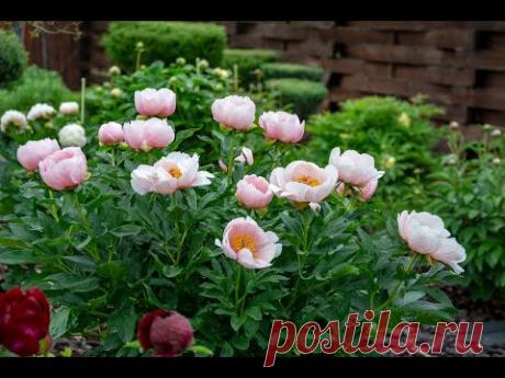 Пионы моего сада в 2021 году