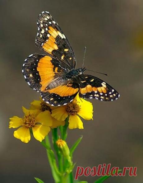 (20+) Belezas da Natureza | Facebook
