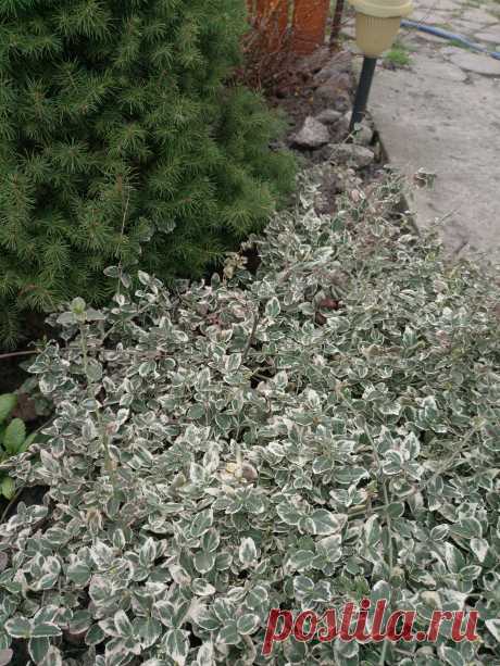 Бересклет Форчуна «Эмеральд Гаити» (Euonymus fortunei «Emerald Gaiety»)