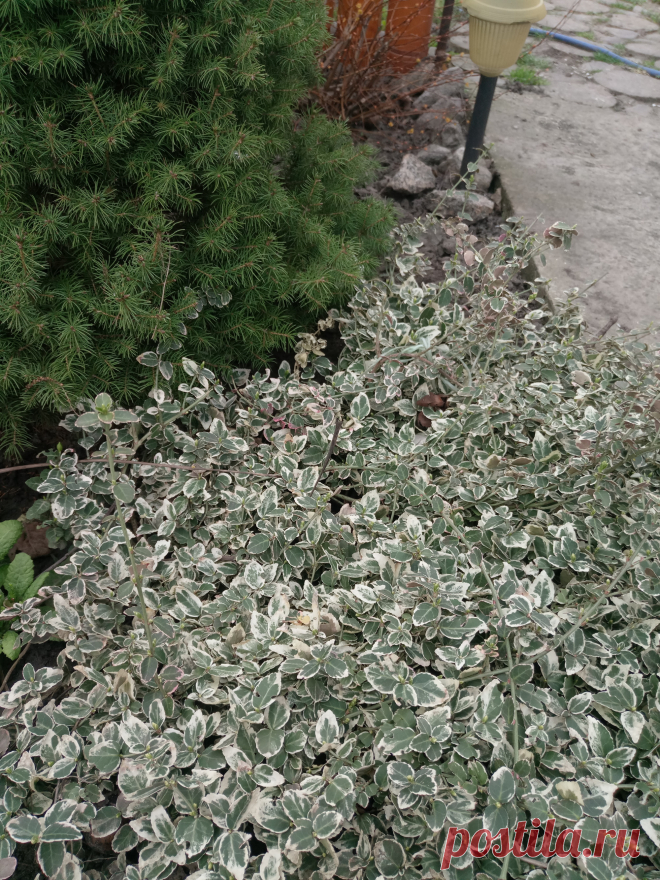 Бересклет Форчуна «Эмеральд Гаити» (Euonymus fortunei «Emerald Gaiety»)