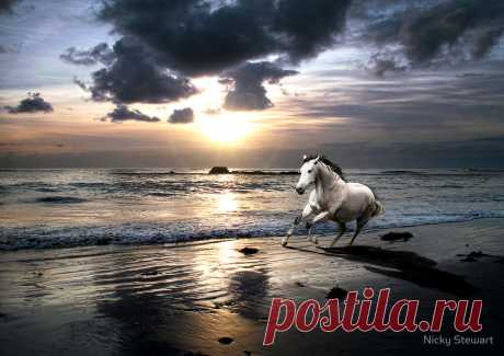 &quot;Horses on Greve D'Azette beach Jersey&quot; by Nicky Stewart | Redbubble