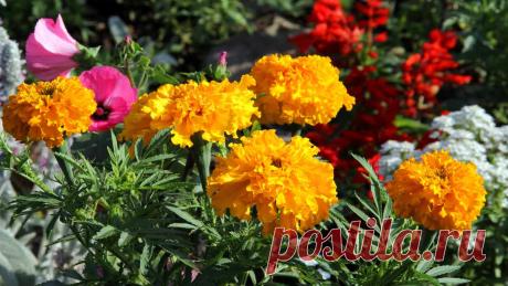Красивые однолетние цветы для сада - названия с описанием