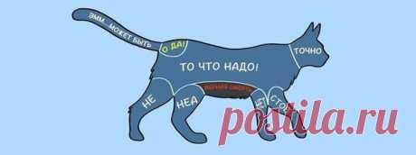 Как правильно гладить животных | Страна Полезных Советов
