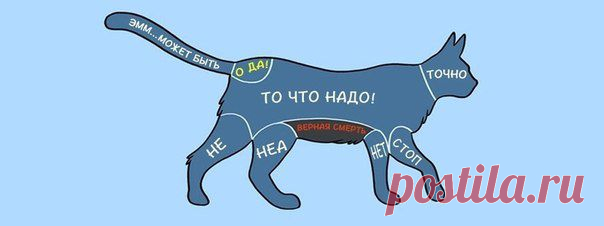 Как правильно гладить животных | Страна Полезных Советов
