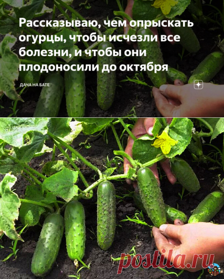 Рассказываю, чем опрыскать огурцы, чтобы исчезли все болезни, и чтобы они плодоносили до октября | Дача на бате | Яндекс Дзен