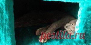 Кошачий домик с подогревом собственного изготовления