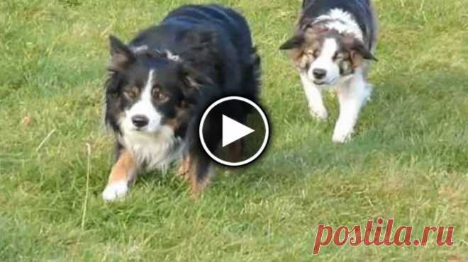 Шпионить надо так, как это делают эти бордер-колли