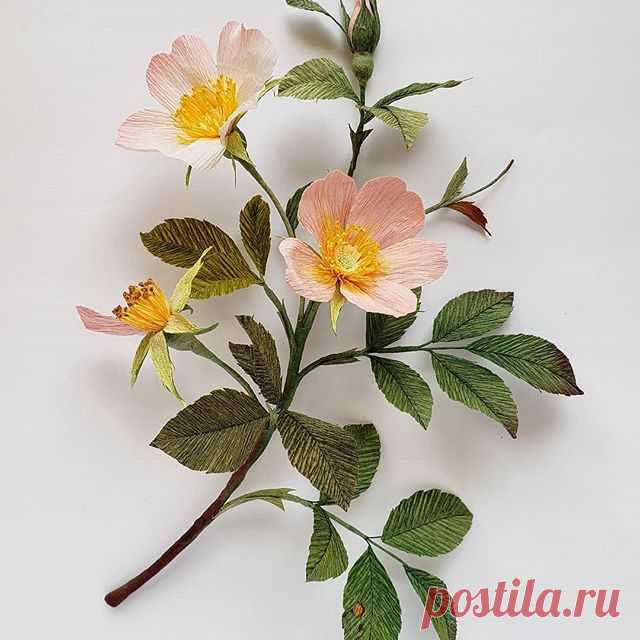 Rosa in the wild.  See you other 