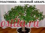 Толстянка-зелёный лекарь.