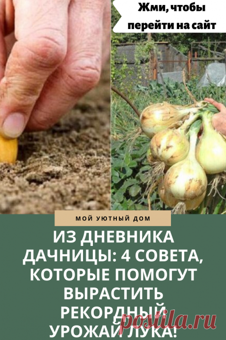 Советы как вырастить огромный урожай лука