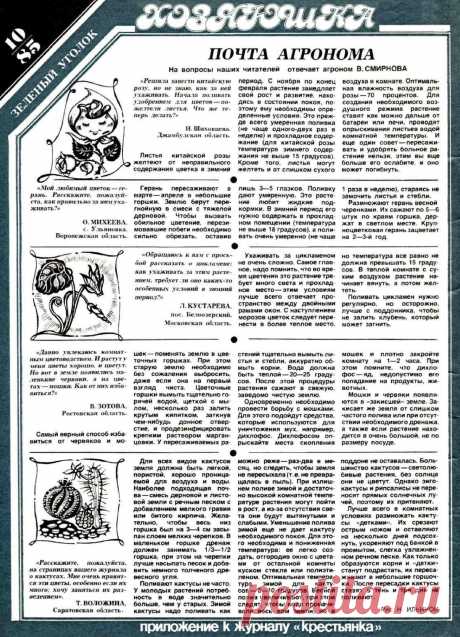 Китайская роза. Герань. Цикламен. Кактусы. Мошки