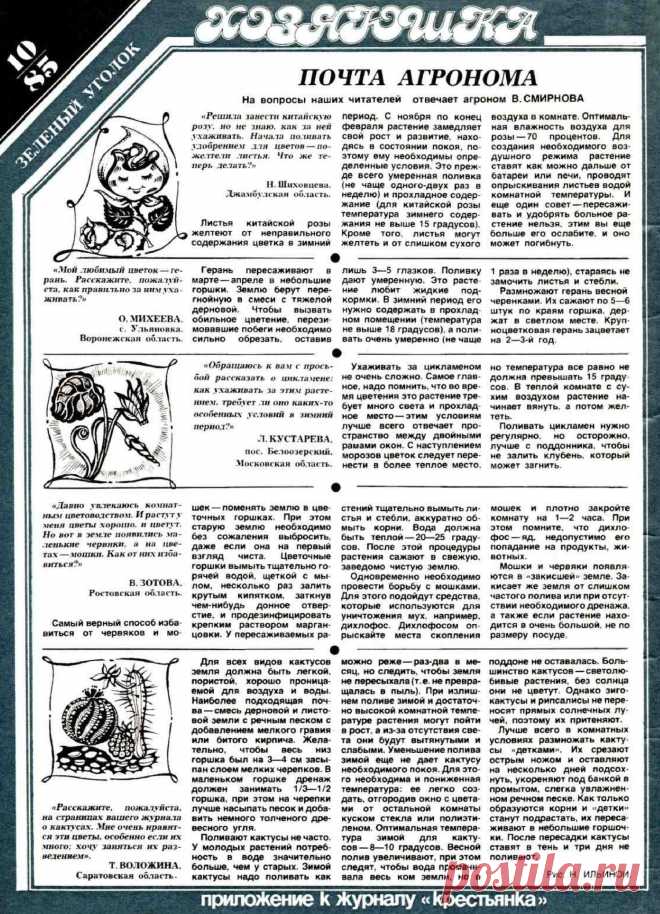 Китайская роза. Герань. Цикламен. Кактусы. Мошки