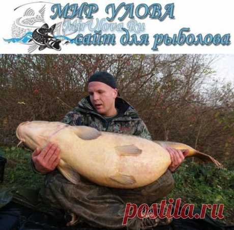 Ловля большого карпа, сазана. Советы » МИР УЛОВА - сайт для рыболова