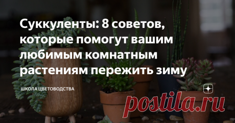 Суккуленты: 8 советов, которые помогут вашим любимым комнатным растениям пережить зиму Я живу в России, где температура воздуха ниже ноля в течение полугода...