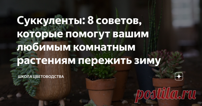 Суккуленты: 8 советов, которые помогут вашим любимым комнатным растениям пережить зиму Я живу в России, где температура воздуха ниже ноля в течение полугода...