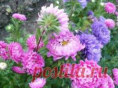 Мои любимые астры ,