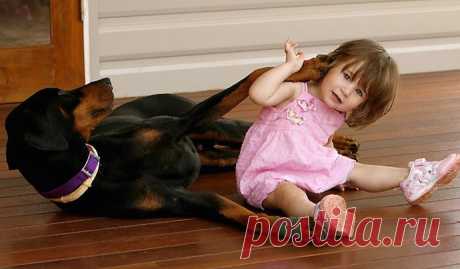 2-летняя девочка играла с доберманом. Внезапно пёс оскалился на малышку...