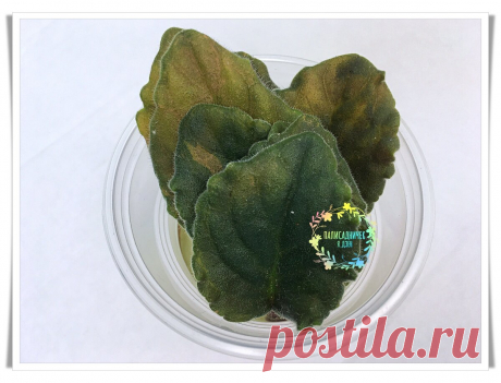 Укореняю листочки &quot;ленивым&quot; способом. Минимум усилий, а результат отличный всегда: быстро и много деток. | Палисадничек | Яндекс Дзен