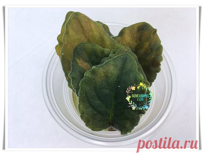 Укореняю листочки 