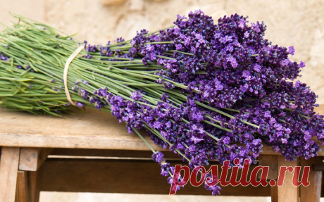 ЛАВАНДА УЗКОЛИСТНАЯ
Lavandula angustifolia L.
Семейство Яснотковые (Губоцветные) — Lamiaceae (Labiatae)