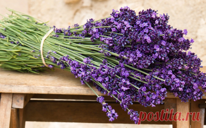 ЛАВАНДА УЗКОЛИСТНАЯ
Lavandula angustifolia L.
Семейство Яснотковые (Губоцветные) — Lamiaceae (Labiatae)