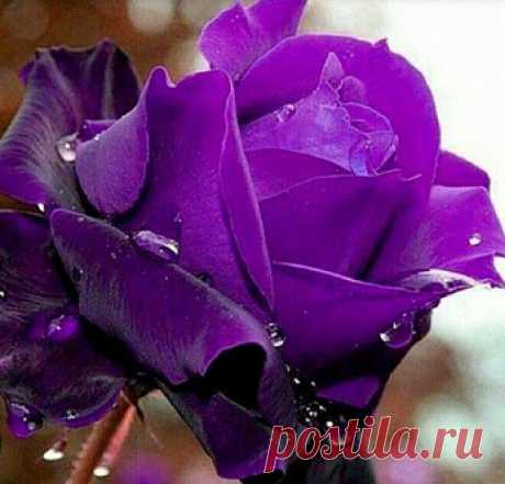 Google+